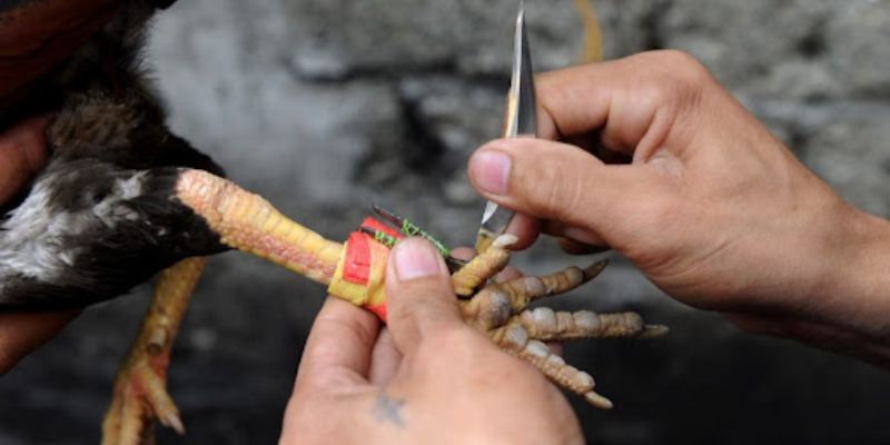 Khái niệm về đá gà cựa dao